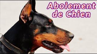 Aboiement de chien ‍ les sons que fait le chien 