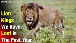 7 Most Famous Lions We Have Lost in 2023 [ Part 2] | A Tribute To All The Fallen Kings