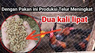 SUKSES TERNAK AYAM KAMPUNG SEMI UMBARAN