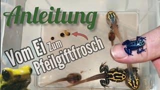 Pfeilgiftfroschzucht (Anleitung) Vom Ei zum Pfeilgiftfrosch