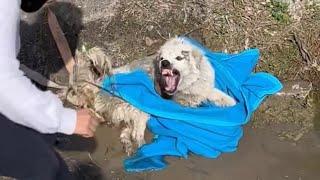 Aggressive Mama Dog Bear The Pain And Crawl To Find Her Puppy