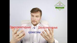 Однохроматидные и двухроматидные хромосомы. ЕГЭ Биология. ЕГЭ 2022.