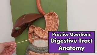 Digestive Tract Anatomy | Review and Quiz