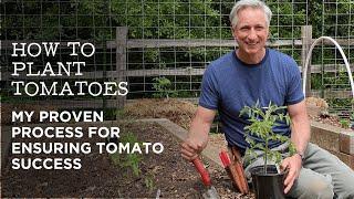 How to Plant Tomatoes: My Proven Process