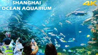 4K Shanghai Ocean Aquarium Full Tour 2021 上海海洋水族馆之全程游览|探索神秘多彩的海底世界 The Wonderful Underwater World