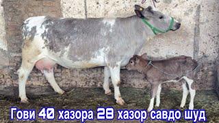 МОЛБОЗОРИ ДУШАНБЕ НАРХ АРЗОН ШУД, 28 мая 2025 г.