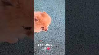 파주 운정 호수공원 #animal #cute #dog #funny #puppy #강아지 #강아지영상 #심쿵 #심쿵이 #포메라니안