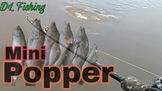 Casting Kakap Putih / Barramundi | Top water / Umpan atas