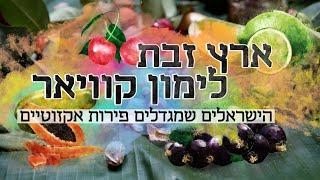 ארץ זבת לימון קוויאר: הישראלים שמגדלים פירות אקזוטיים