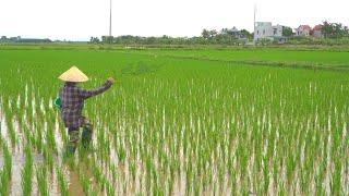 Bón lót và bón thúc kịp thời cho cây lúa giúp sinh trưởng, phát triển tốt, lúa 1 và lúa 2 Tiến Nông