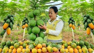 Harvesting papaya to sell at market - Animal care | Lý Thị Phương