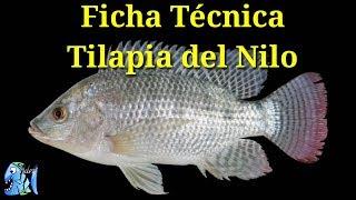 Ficha Técnica Tilapia del Nilo (Oreochromis niloticus)