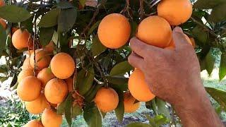 picking of fruit (orange) #farmtime