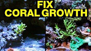 Top 10 Reasons Your Corals Are Not Growing and How to Fix Them!