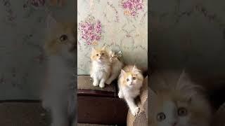 Persian cat | 8446853378 | catsbae cattery ‍⬛