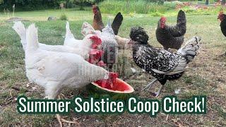 Summer Solstice Coop Check!