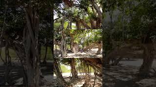 درخت انجیر معابد بندر تنگ، بلوچستان ایران. Ficus Benghalensis, Iran Baluchestan #naturevideo