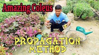 Amazing Coleus Propagation in just 7 days. Coleus growing tips