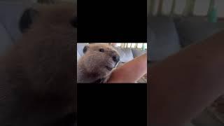 Бобр умеет улыбаться! #funny #бобр #slavaskripka #бобёр