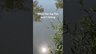 Slow day. #fishing #riverfishing #river #nature #perch #bream #rivermonsters #bobber #outdoors