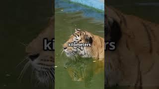 Tigers Are Crazier Than You Thought