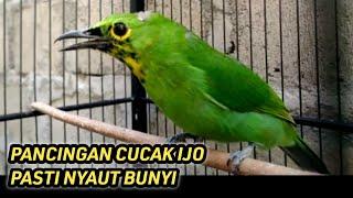 PANCINGAN CUCAK IJO BIAR GACOR EMOSI BONGKAR ISIAN