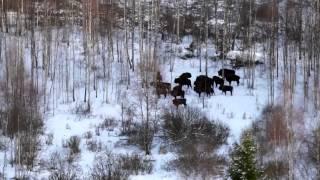 Учеты животных с вертолета. Counting animals from a helicopter.