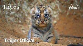 Tigres | Tráiler Oficial | Disney+