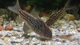 Nanus-Panzerwelse (Corydoras nanus)