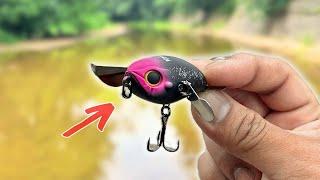 BEST topwater lure for BFS || Jackall MICRO POMPADOUR || Bfs Fishing