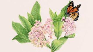 Flora and Fauna Illustrata exhibit preview