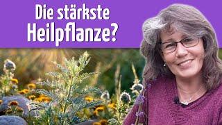 Artemisia annua: Machtvolle Botschaft für die aktuelle Zeit