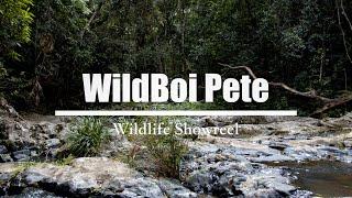 WildBoi Pete - Wildlife Showreel 2021