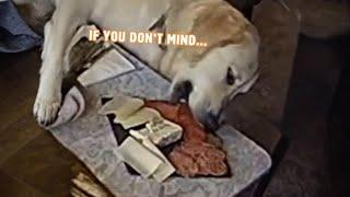 Dog Helps Themselves To Free Lunch  | PAWSOME PETS