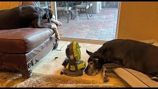 Funny Florida Great Dane Loves Her Personal Portable Ryobi Fan