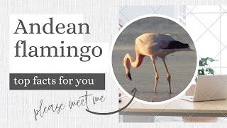 Andean flamingo facts