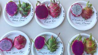 Dragon Fruit Varieties Display at 2019 Pitahaya Festival