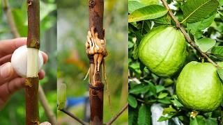 New technique propagate guava tree by air layering using onion juice