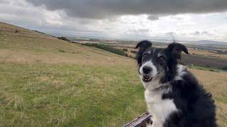 Naughty dog herds sheep when I’m not looking