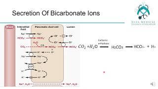 GIT S6 L2 ( liver , pancreas , biliary physiology )