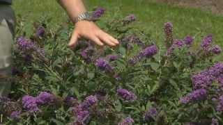 Blue Chip buddleia blooms throughout summer