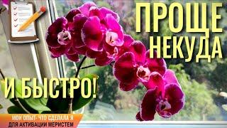 ️ПРОЩЕ НЕКУДА И БЫСТРО! ЧТО СДЕЛАЛА Я ДЛЯ АКТИВАЦИИ МЕРИСТЕМ?! ВСЕГО ОДНО ДОПОЛНЕНИЕ К УХОДУ! 100%