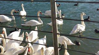 The Famous Lake in Medvode  Part 1(Slovenia Lake Zbilje)