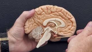 Professor Long 2401 Lab Internal Brain Anatomy