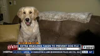 Animal Foundation vaccinating shelter dogs ahead of dog flu