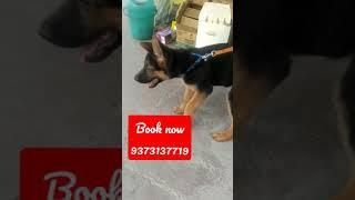 Urgent sale|german shepherd puppies|german shepherd price|dogsbreedofficial 2021