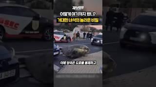 어떻게 여기까지 왔니? 거대한 녀석의 놀라운 비밀 [제보한컷] #shorts / YTN