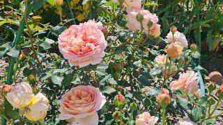 316 #Обзор роз на 30 июня 2024 г.Эта роза заслужила много внимания в прошлом сезоне!
