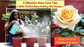 Rose care tips | गुलाब के पौधों की देखभाल