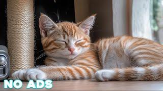 [LIVE] Calming Music for Cats  Sleep Music for Cats No Ads  Sleep Music for Anxious Cats